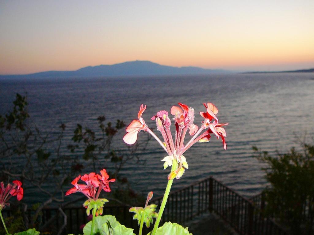 Assos Terrace Hotel Exteriör bild